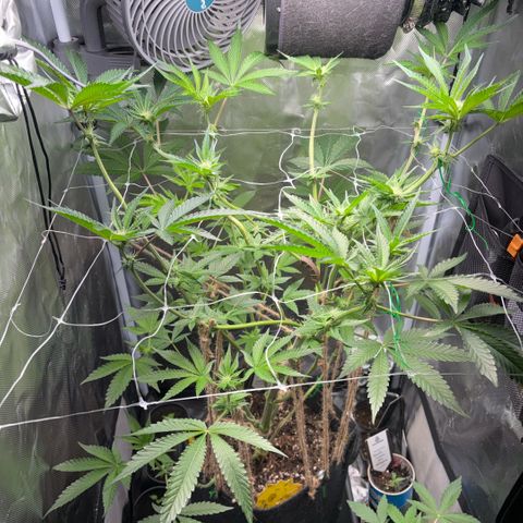 Sady growlog timeline photo