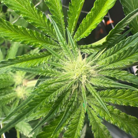 Sady growlog timeline photo