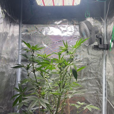 Sady growlog timeline photo