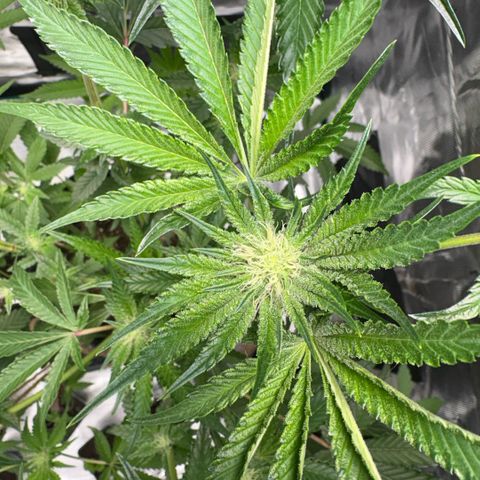 Sady growlog timeline photo