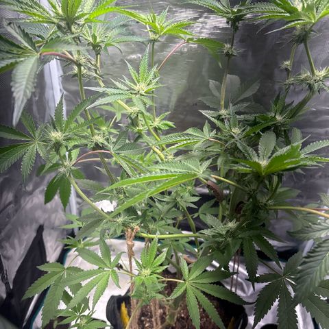 Sady growlog timeline photo