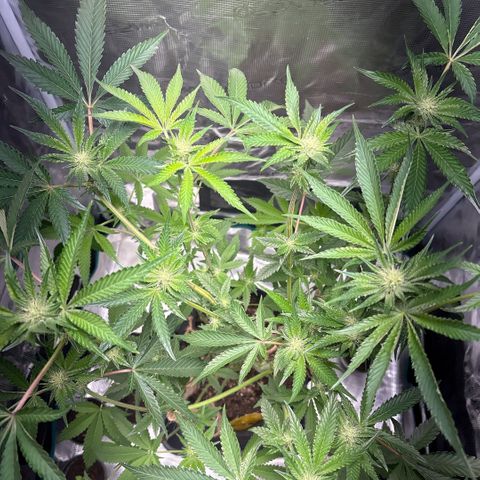 Sady growlog timeline photo