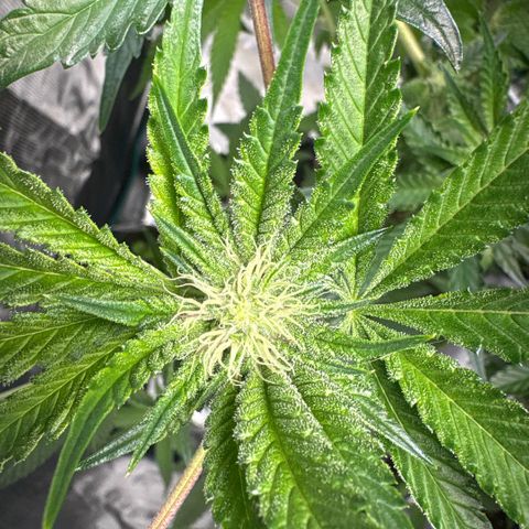 Sady growlog timeline photo