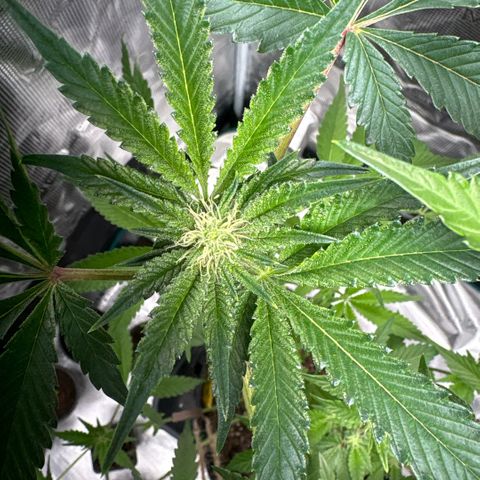 Sady growlog timeline photo