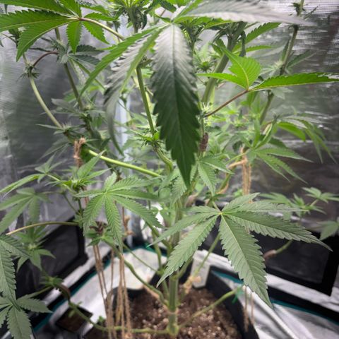 Sady growlog timeline photo