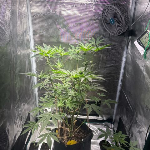 Sady growlog timeline photo