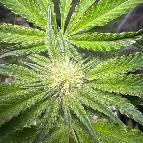 Sady growlog timeline photo