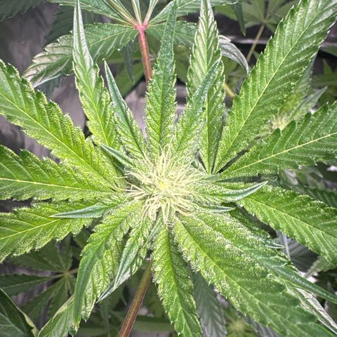 Sady growlog timeline photo