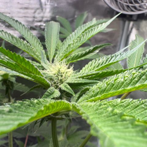 Sady growlog timeline photo