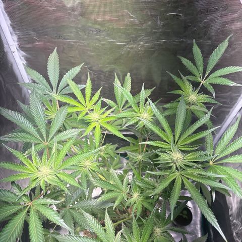 Sady growlog timeline photo