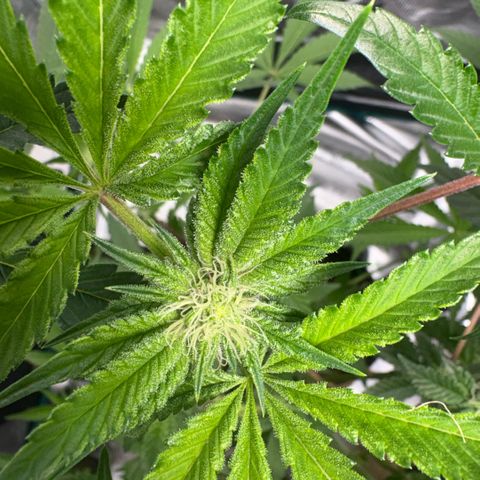 Sady growlog timeline photo