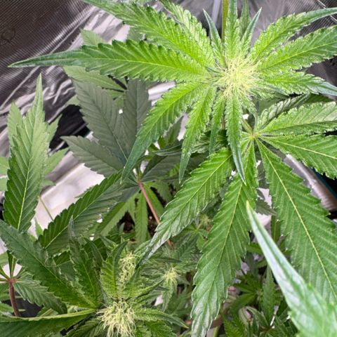 Sady growlog timeline photo