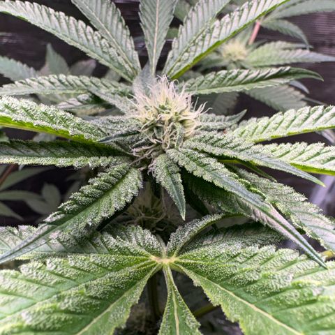 Sady growlog timeline photo