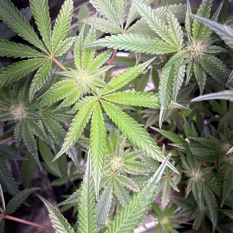 Sady growlog timeline photo