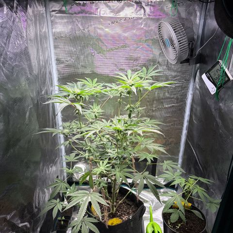Sady growlog timeline photo