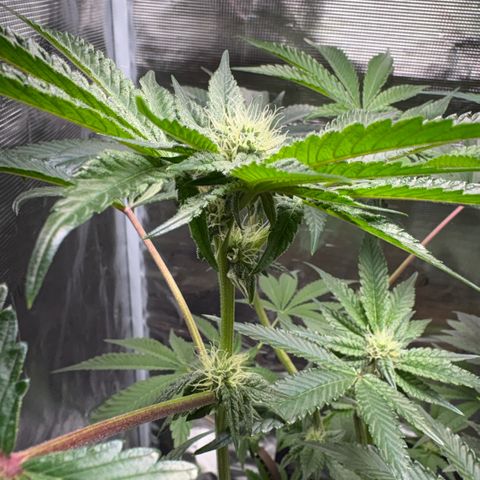 Sady growlog timeline photo