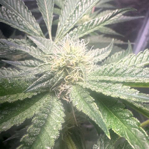 Sady growlog timeline photo
