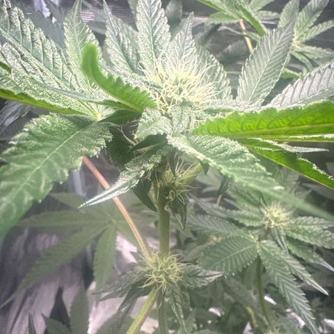 Sady growlog timeline photo