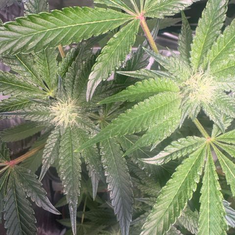 Sady growlog timeline photo