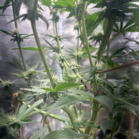 Sady growlog timeline photo