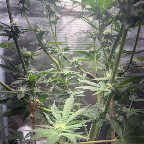 Sady growlog timeline photo