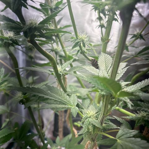 Sady growlog timeline photo