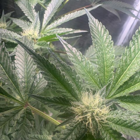 Sady growlog timeline photo