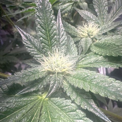 Sady growlog timeline photo