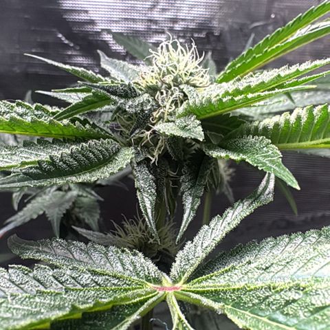 Sady growlog timeline photo