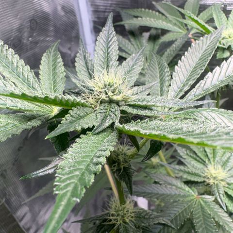 Sady growlog timeline photo