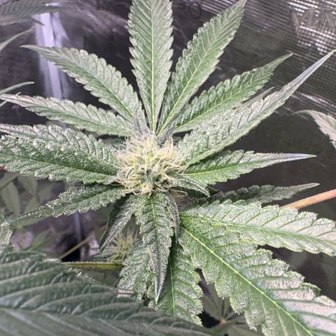 Sady growlog timeline photo