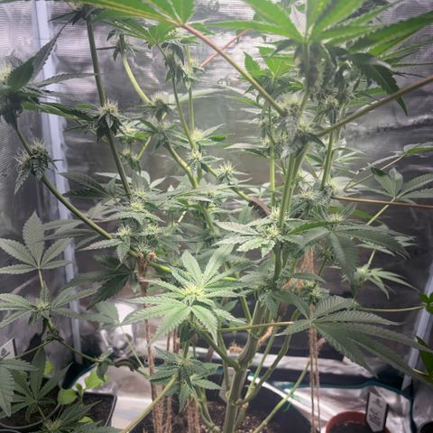 Sady growlog timeline photo