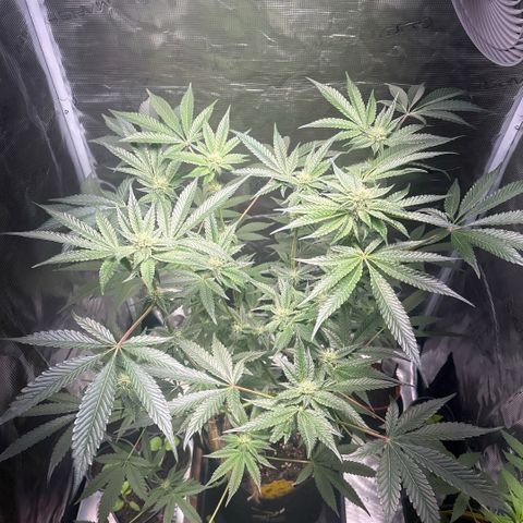 Sady growlog timeline photo