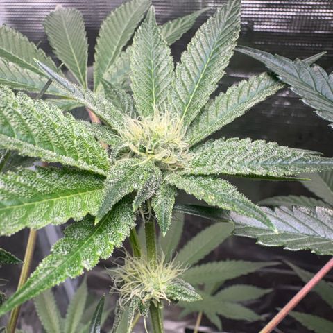 Sady growlog timeline photo