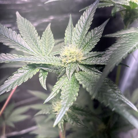 Sady growlog timeline photo