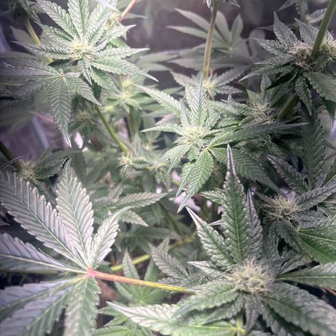 Sady growlog timeline photo