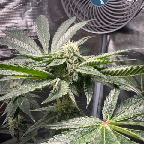 Sady growlog timeline photo