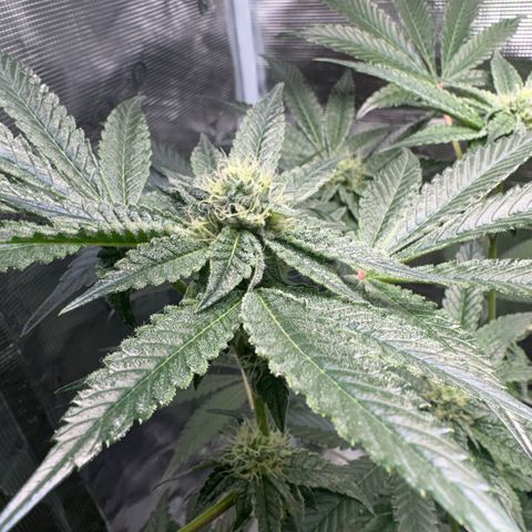 Sady growlog timeline photo
