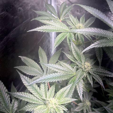 Sady growlog timeline photo