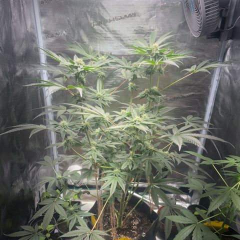 Sady growlog timeline photo