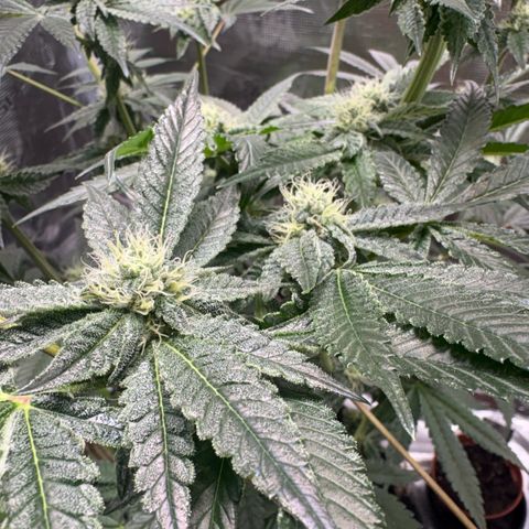 Sady growlog timeline photo