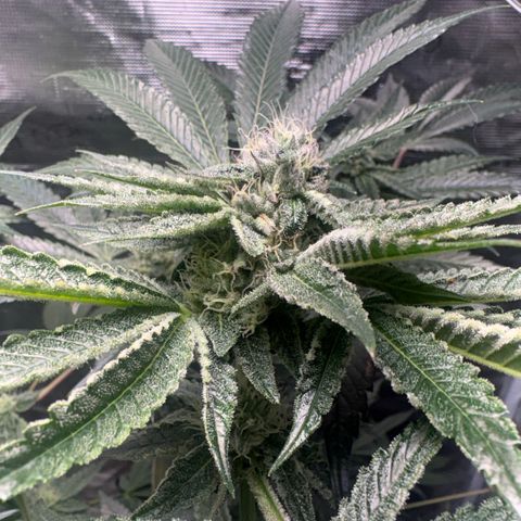 Sady growlog timeline photo