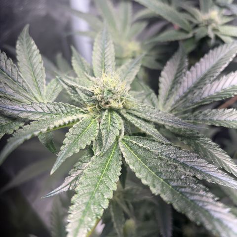 Sady growlog timeline photo