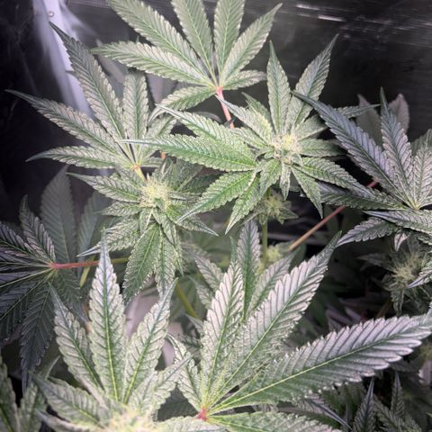 Sady growlog timeline photo