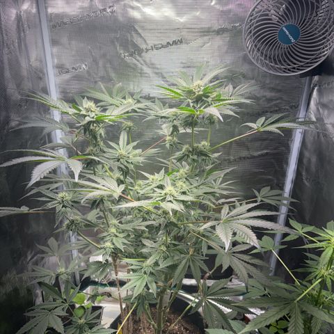 Sady growlog timeline photo