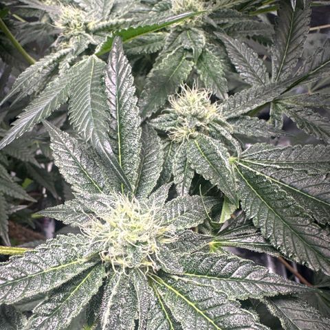 Sady growlog timeline photo