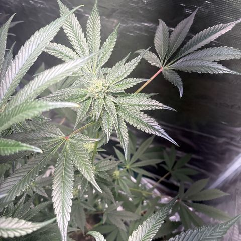 Sady growlog timeline photo