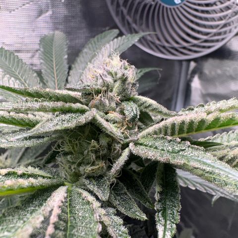 Sady growlog timeline photo