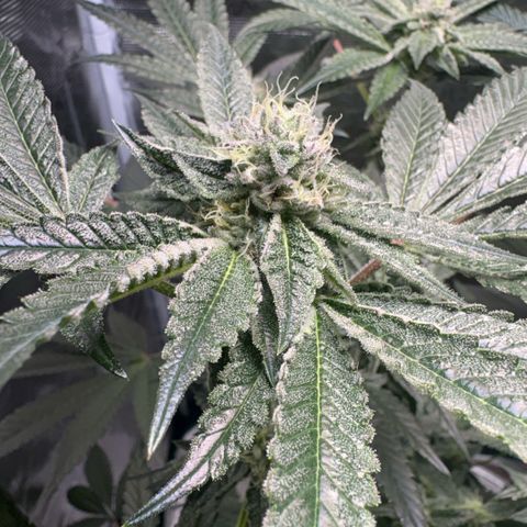 Sady growlog timeline photo