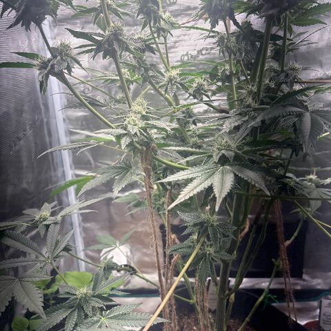 Sady growlog timeline photo